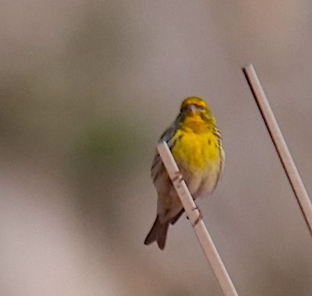 Verzellino  - Angelo Pasqua