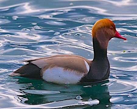 Fistione turco  - Angelo Pasqua