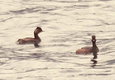 Svasso piccolo  - Angelo Pasqua