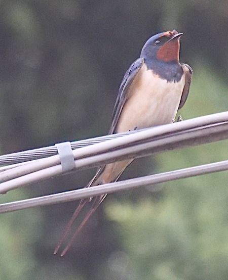 Rondine  - Angelo Pasqua