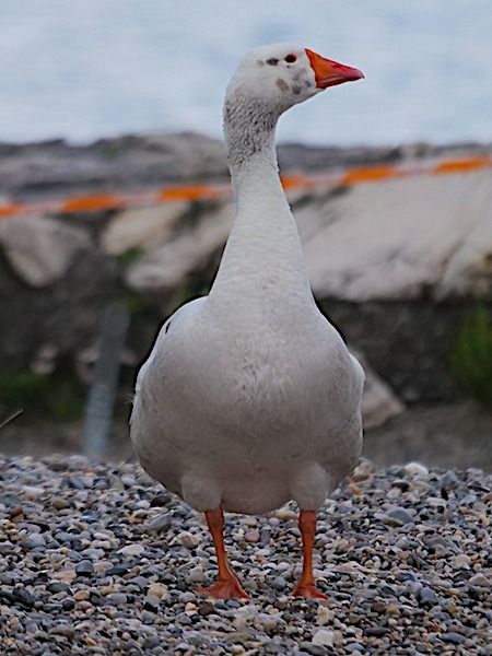Oca domestica  - Angelo Pasqua
