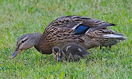 Germano reale  - Angelo Pasqua