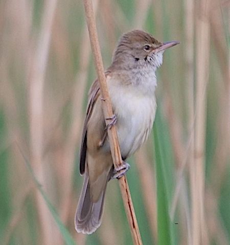 Cannareccione  - Angelo Pasqua