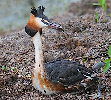 Svasso maggiore  - Angelo Pasqua