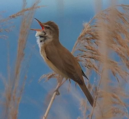 Cannareccione  - Angelo Pasqua