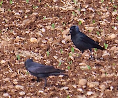 Taccola  - Angelo Pasqua