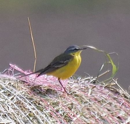 Cutrettola  - Angelo Pasqua