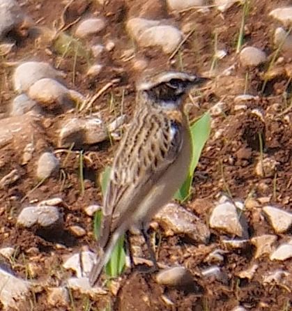 Stiaccino  - Angelo Pasqua