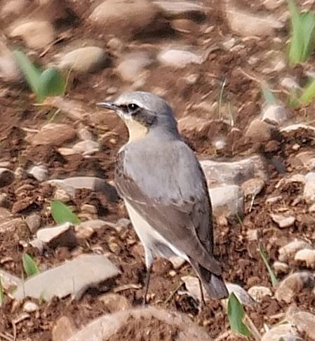 Culbianco  - Angelo Pasqua