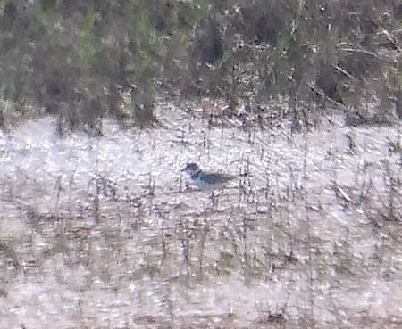 Corriere piccolo  - Angelo Pasqua