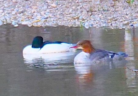 Smergo maggiore  - Angelo Pasqua