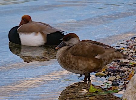 Fistione turco  - Angelo Pasqua