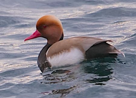 Fistione turco  - Angelo Pasqua