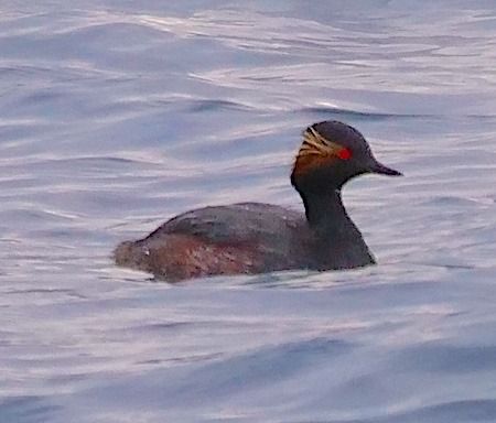 Svasso piccolo  - Angelo Pasqua