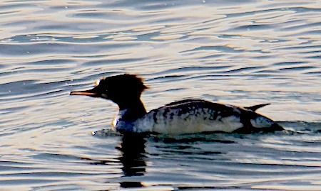 Smergo maggiore  - Angelo Pasqua