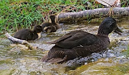 Anatra germanata  - Angelo Pasqua