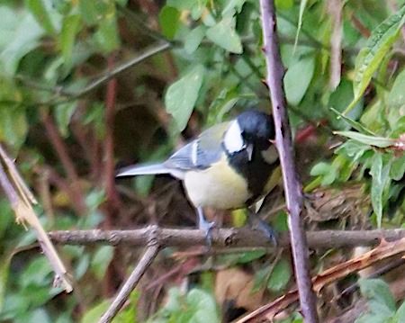 Cinciallegra  - Angelo Pasqua