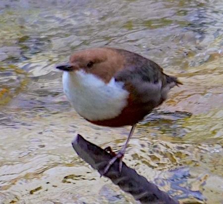 Merlo acquaiolo  - Angelo Pasqua