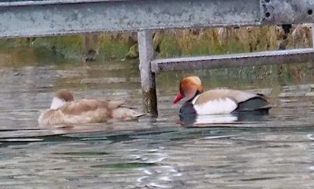 Fistione turco  - Angelo Pasqua