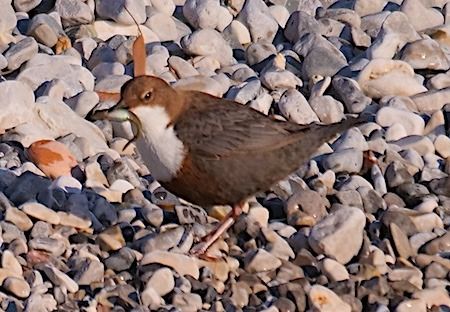 Merlo acquaiolo  - Angelo Pasqua