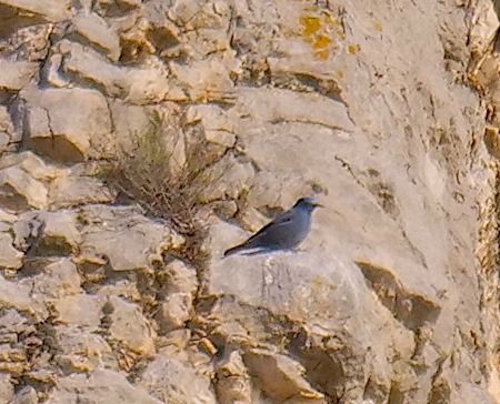 Passero solitario  - Angelo Pasqua