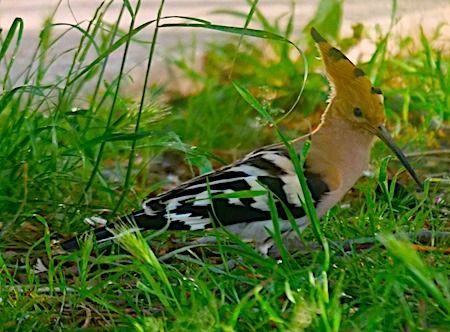 Upupa  - Angelo Pasqua