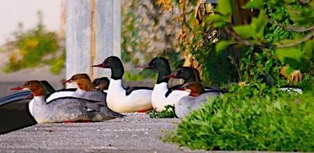 Smergo maggiore  - Angelo Pasqua