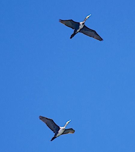 Cormorano  - Angelo Pasqua