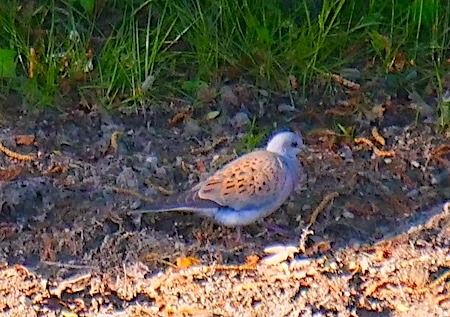 Tortora selvatica  - Angelo Pasqua