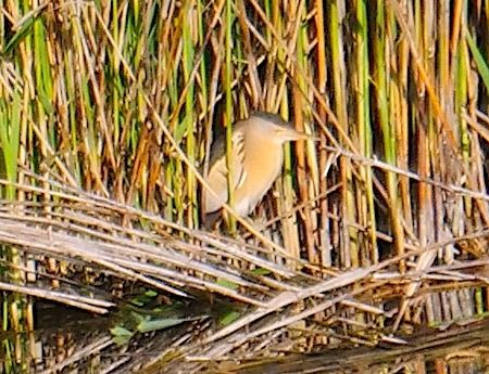 Tarabusino  - Angelo Pasqua