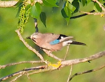 Ghiandaia  - Angelo Pasqua