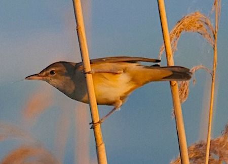 Cannareccione  - Angelo Pasqua