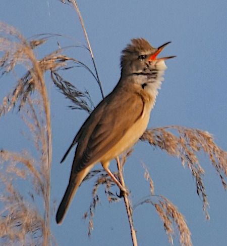 Cannareccione  - Angelo Pasqua
