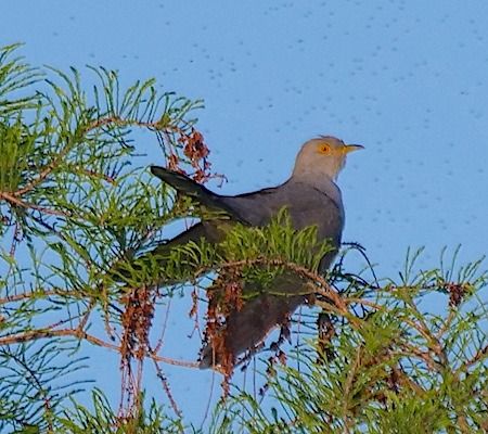 Cuculo  - Angelo Pasqua