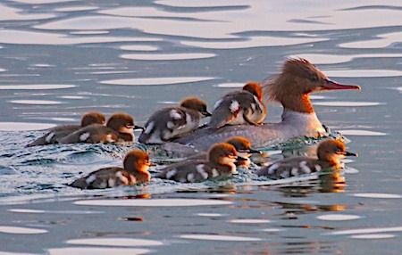 Smergo maggiore  - Angelo Pasqua