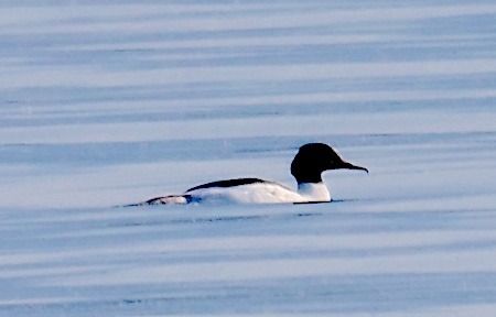 Smergo maggiore  - Angelo Pasqua