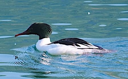 Smergo maggiore  - Angelo Pasqua