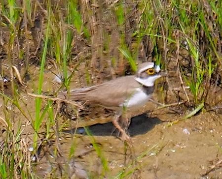 Corriere piccolo  - Angelo Pasqua