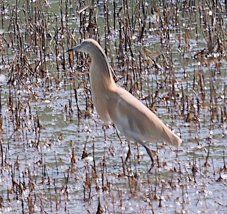 Sgarza ciuffetto  - Angelo Pasqua