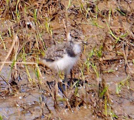 Pavoncella  - Angelo Pasqua