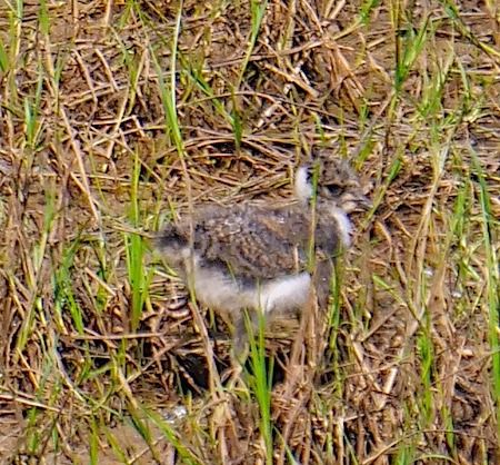 Pavoncella  - Angelo Pasqua