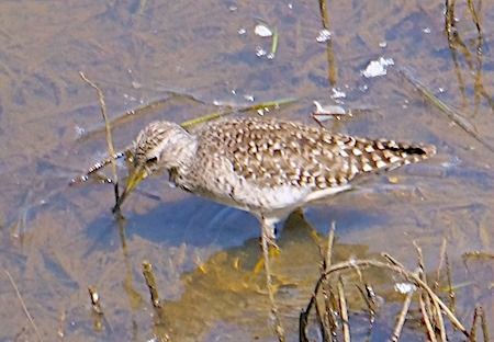 Piro-piro boschereccio  - Angelo Pasqua