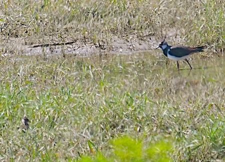 Pavoncella  - Angelo Pasqua