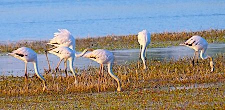 Fenicottero  - Angelo Pasqua