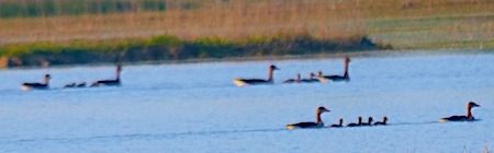 Oca selvatica occidentale  - Angelo Pasqua