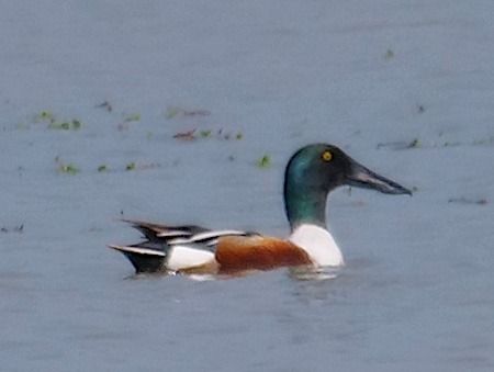 Mestolone  - Angelo Pasqua