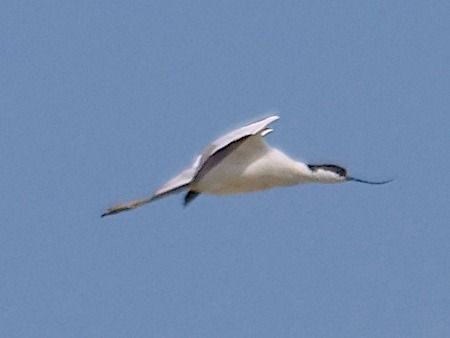 Avocetta  - Angelo Pasqua