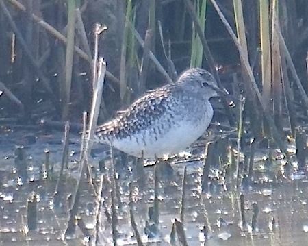 Piro-piro boschereccio  - Angelo Pasqua