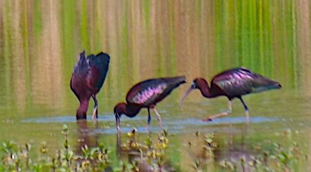 Mignattaio  - Angelo Pasqua