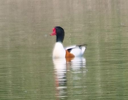 Volpoca  - Angelo Pasqua